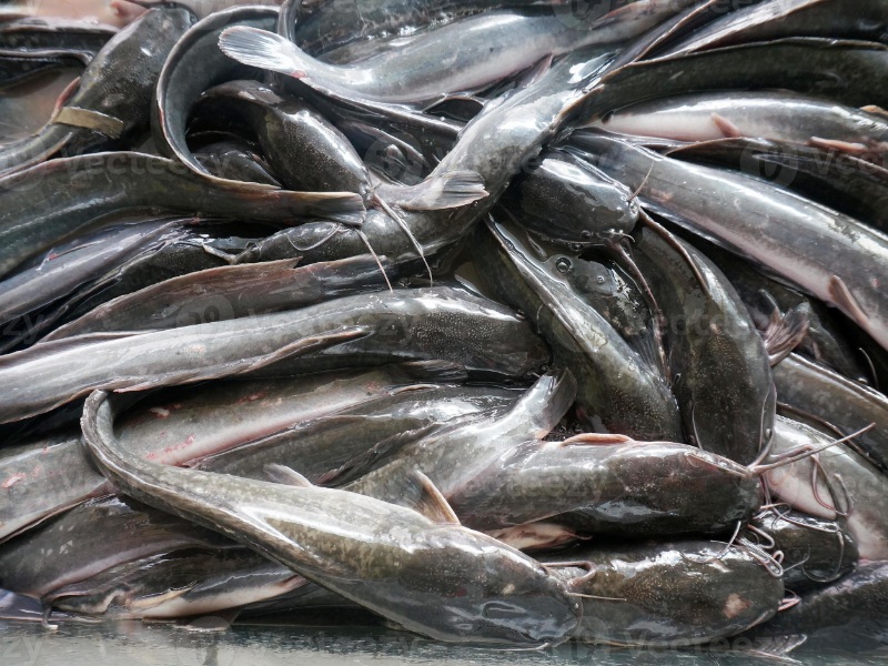 Catfish, Hito, Fresh